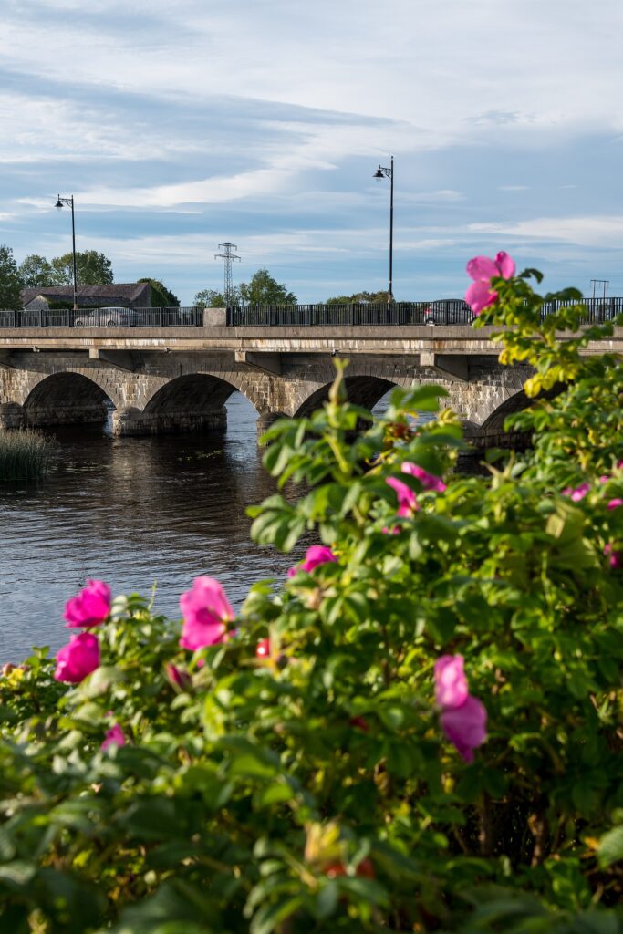 Roses by the River Shannon at Lanesborough Bridge