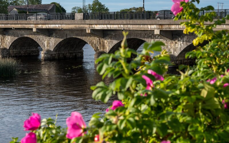 Roses by the River Shannon at Lanesborough Bridge