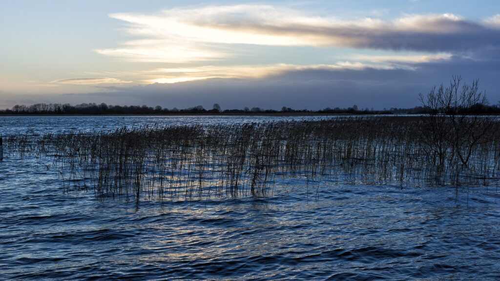 Reeds on the River Shannon at Lanesborough